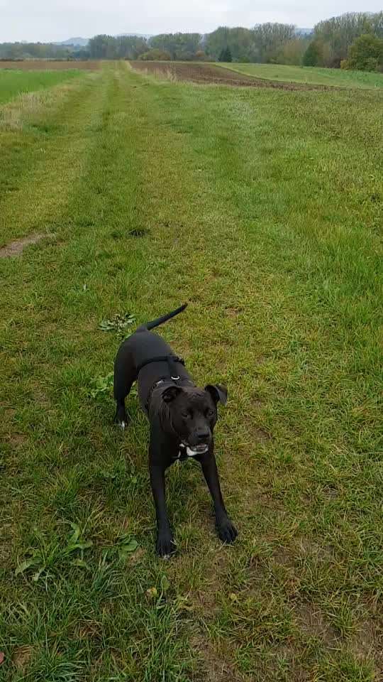 Zeigt hier Euer liebstes Video Eurer Hunde-Beitrag-Bild