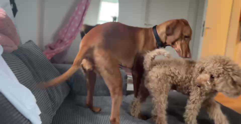 Warum "besteigt" meine Hündin-Beitrag-Bild