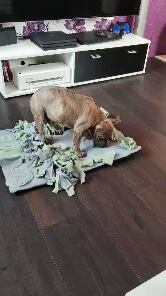 Gewicht American Bully-Beitrag-Bild