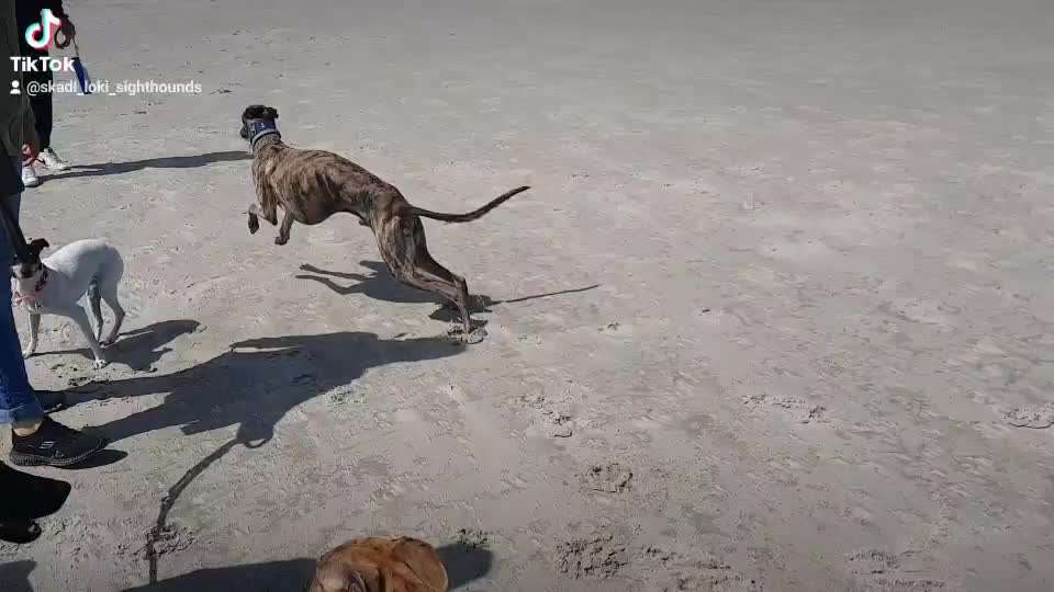 Windhunde - Treffen der besonderen Schönheiten
HERZLICH WILLKOMMEN-Beitrag-Bild