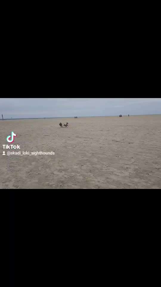 Windhunde - Treffen der besonderen Schönheiten
HERZLICH WILLKOMMEN-Beitrag-Bild