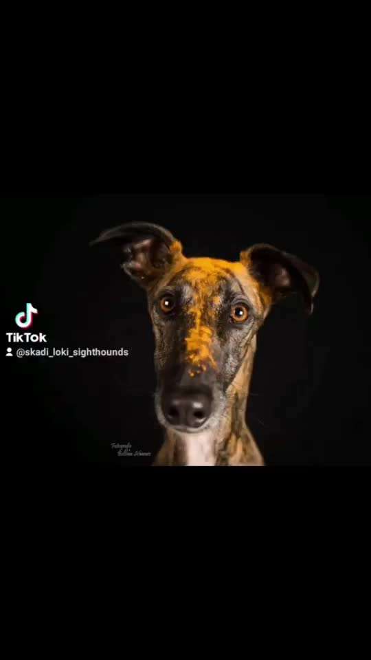 Windhunde - Treffen der besonderen Schönheiten
HERZLICH WILLKOMMEN-Beitrag-Bild