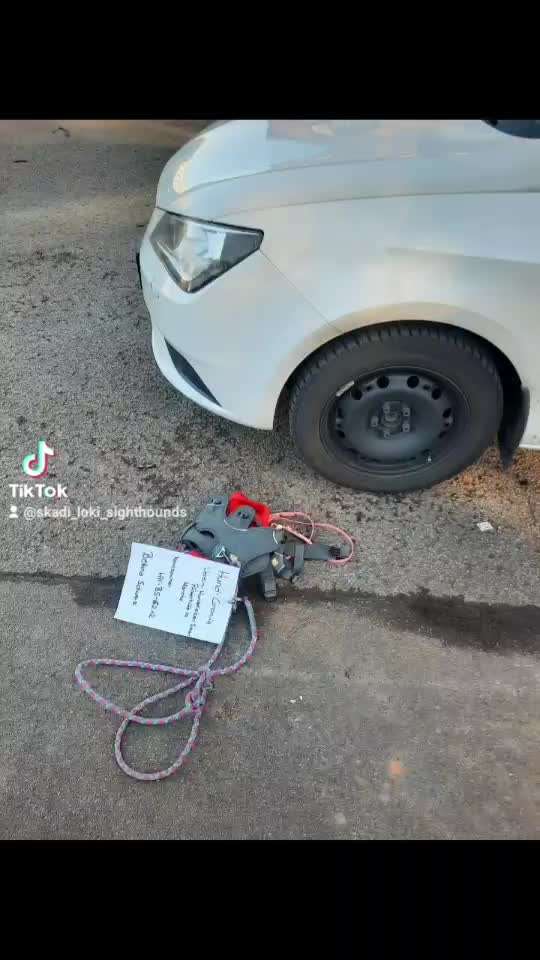 Windhunde - Treffen der besonderen Schönheiten
HERZLICH WILLKOMMEN-Beitrag-Bild