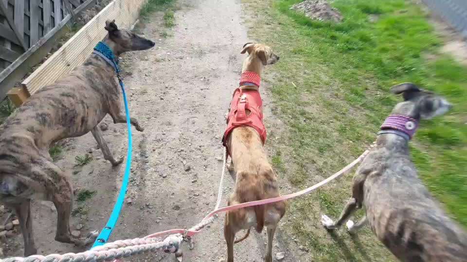 Windhunde - Treffen der besonderen Schönheiten
HERZLICH WILLKOMMEN-Beitrag-Bild