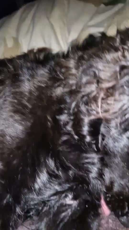 Video-Challenge Nr. 10
Der umsorgte Hund-Beitrag-Bild