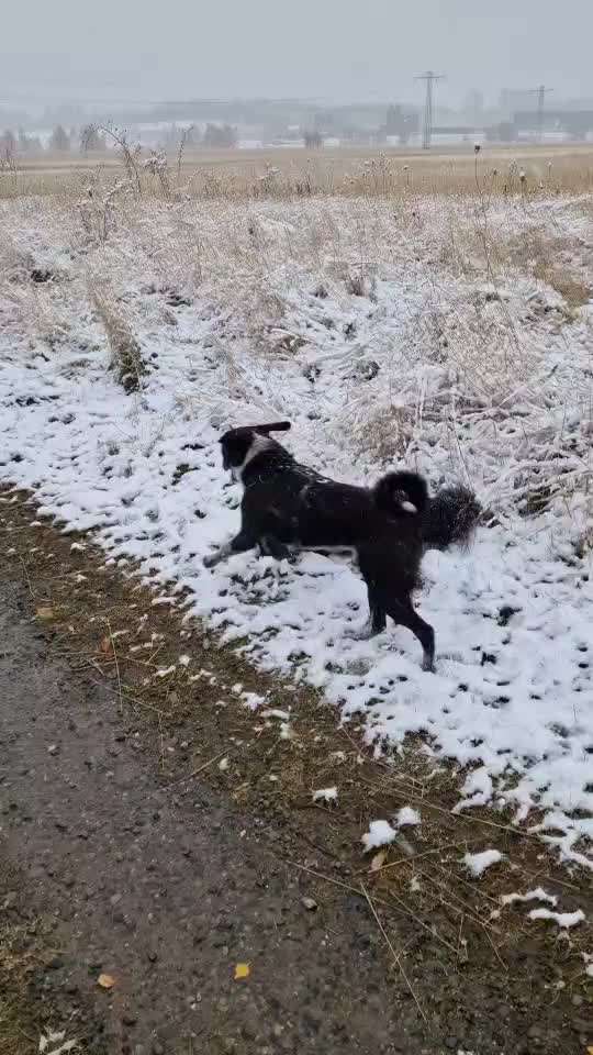 Video Challenge Nr. 12
Ein glücklicher Hund-Beitrag-Bild