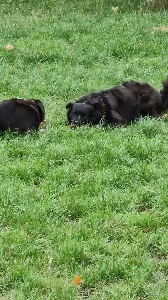 Handy Video Challenge Nr. 37 - "Dein Hund auf der Wiese"-Beitrag-Bild