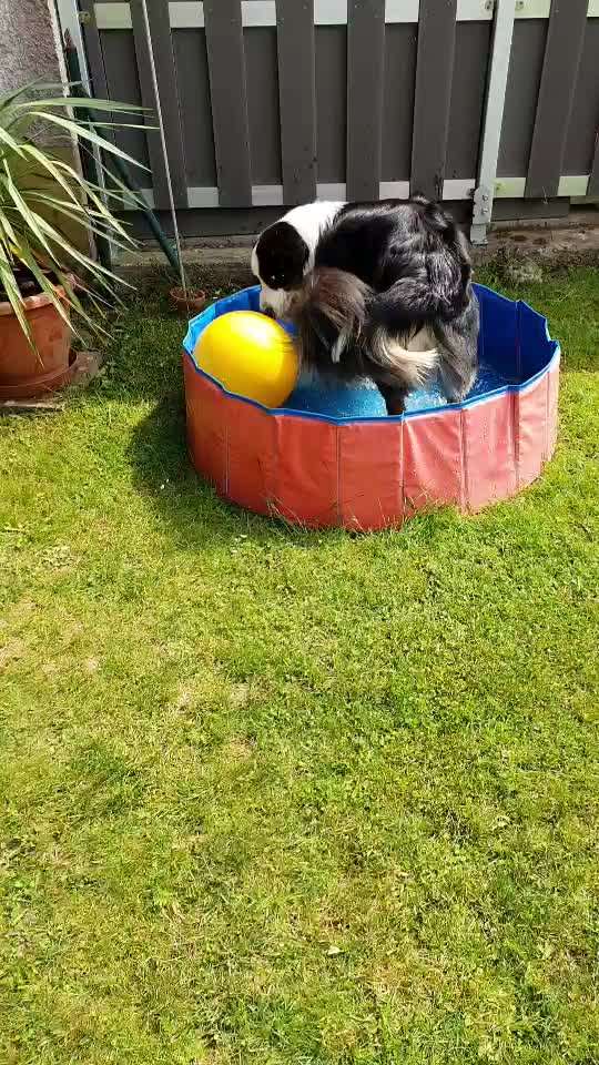 Video-Challange Nr. 9
Der unsinnige Hund-Beitrag-Bild