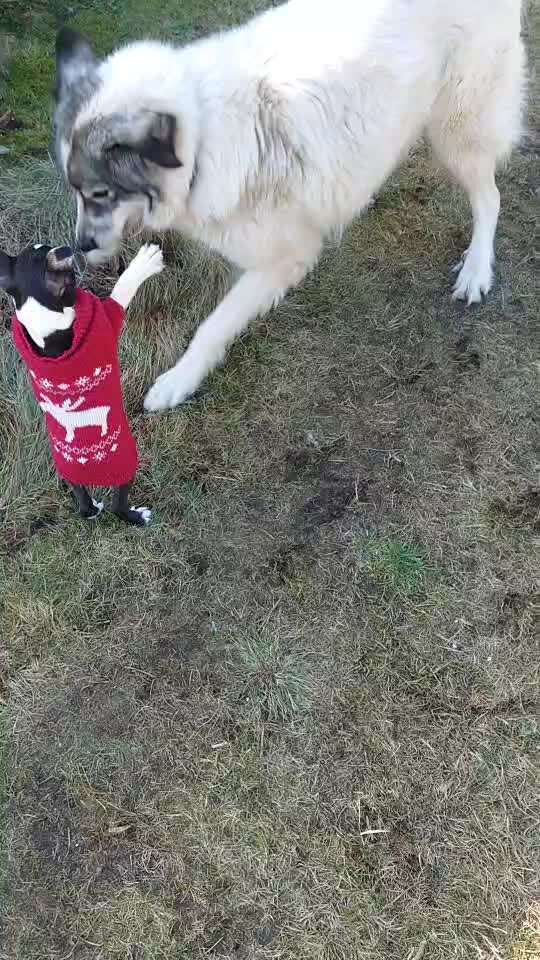 Hunderunde-Beitrag-Bild