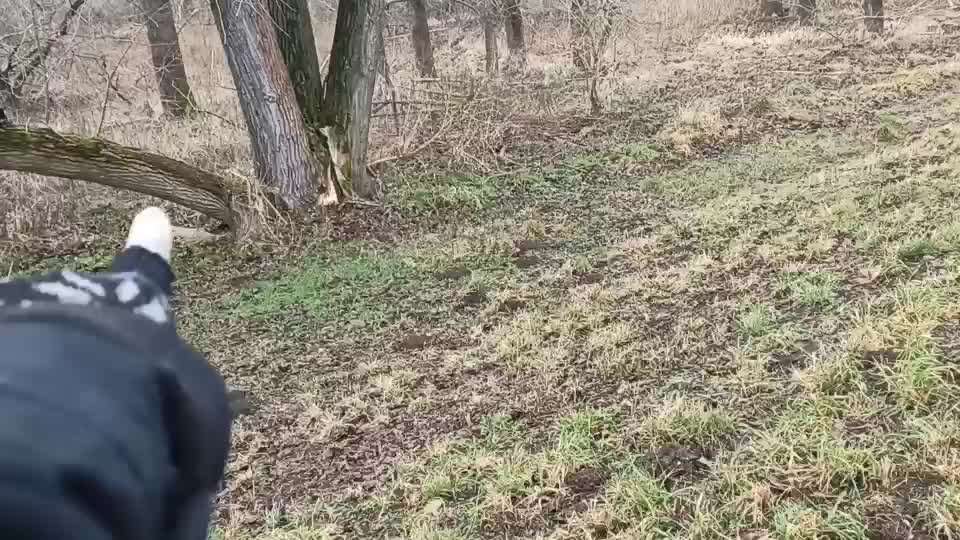 Dogorama Photo Challenge - Tricks, Tricks & Tricks!-Beitrag-Bild