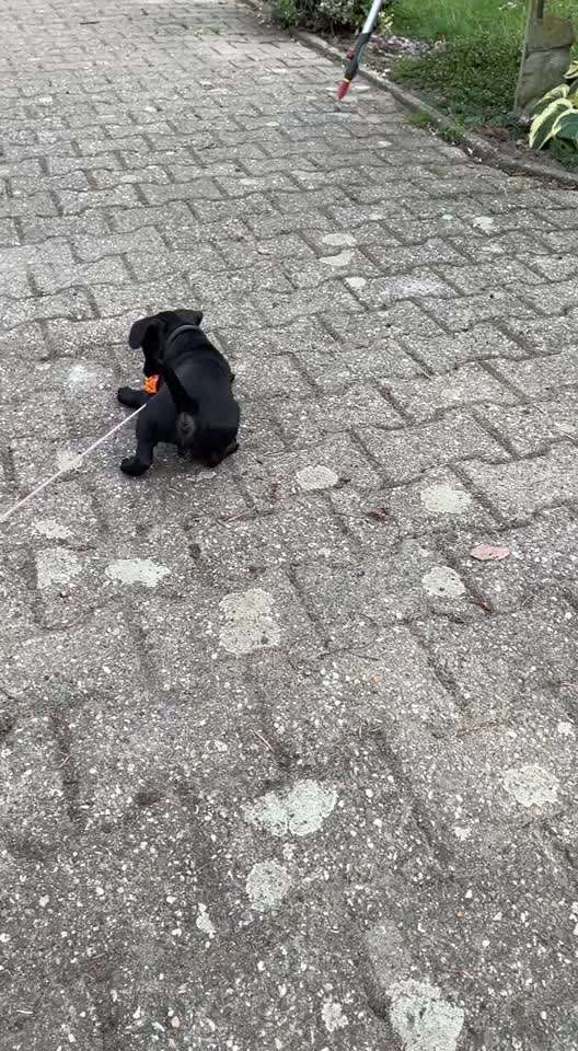 Patterdale Terrier-Beitrag-Bild