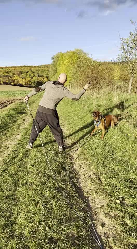 Rhodesian Ridgeback-Beitrag-Bild