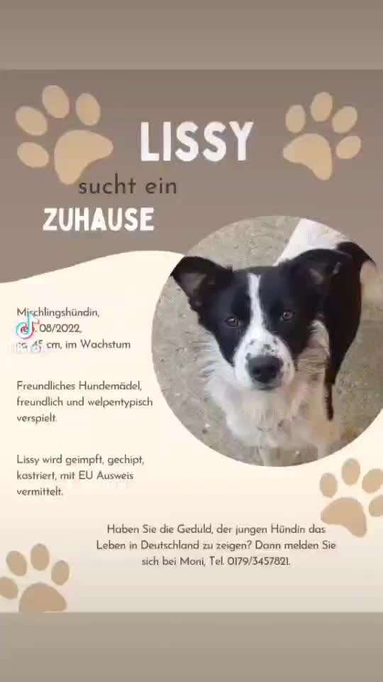 Tierschutzhunde suchen ein Zuhause-Beitrag-Bild