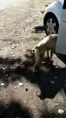 TierschutzhundeStammtisch🐕-Beitrag-Bild