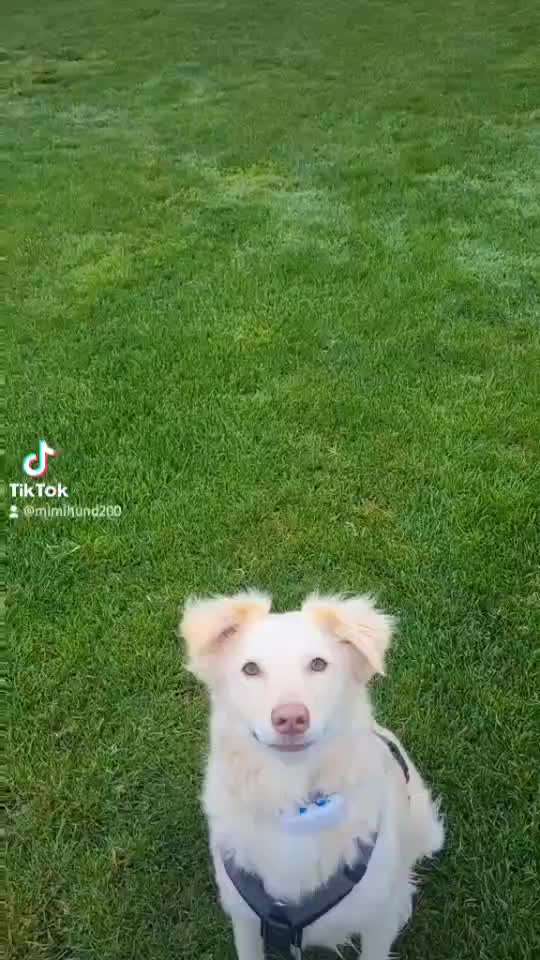 TierschutzhundeStammtisch🐕-Beitrag-Bild