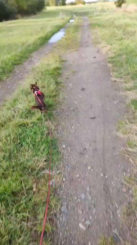 Hier ist der Spaßthread. Zum Schmunzeln und Kaputtlachen-Beitrag-Bild