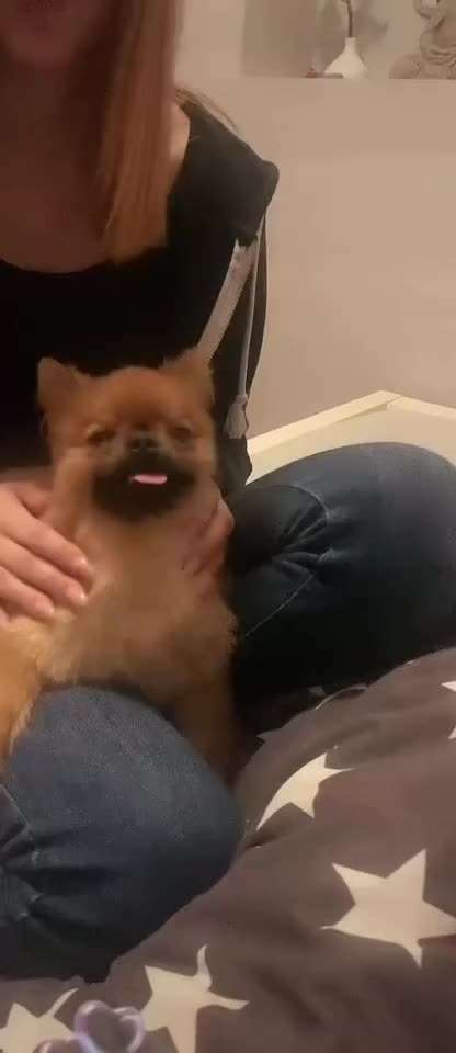 Video-Challenge Nr. 10
Der umsorgte Hund-Beitrag-Bild