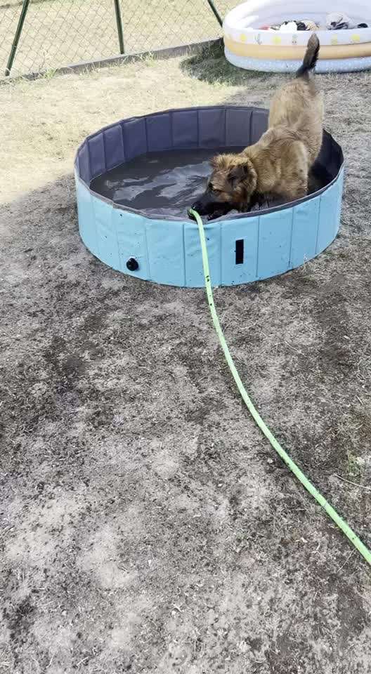 Video-Challange Nr. 9
Der unsinnige Hund-Beitrag-Bild