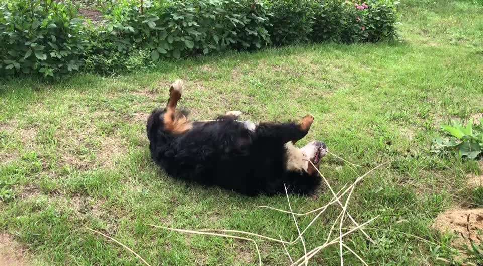 Berner Sennen-Beitrag-Bild