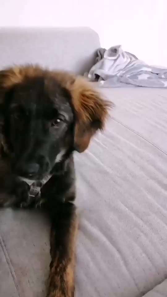 Welpen Bilder !-Beitrag-Bild