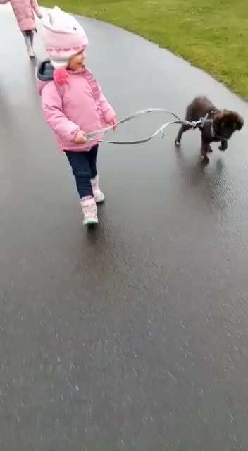 Hirtenhund-Beitrag-Bild