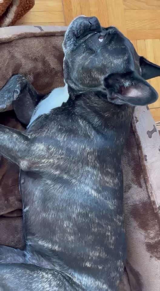 Französische Bulldoggen-Beitrag-Bild