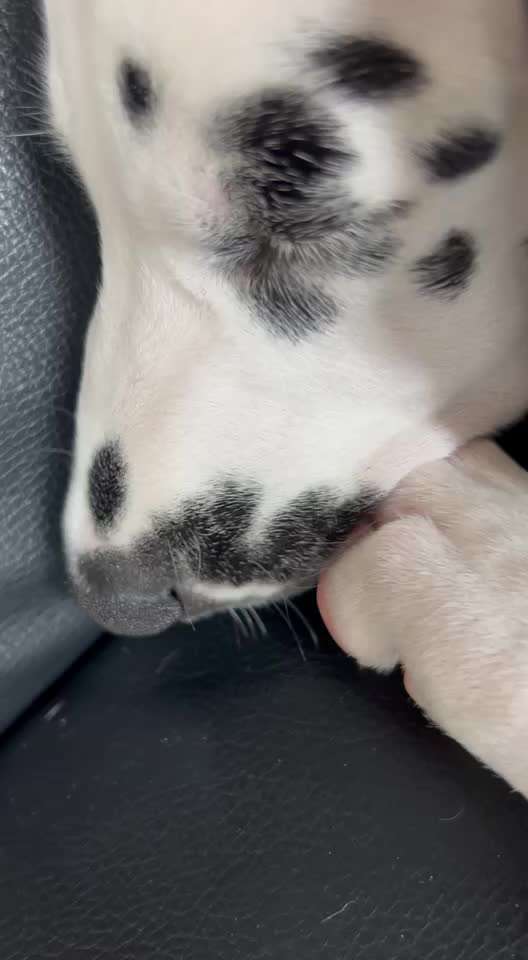 Welche lustigen Macken haben eure Hunde?-Beitrag-Bild