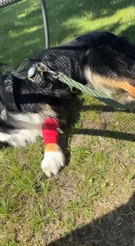 Angehendes Nierenversagen 2 Jähriger Rüde-Beitrag-Bild