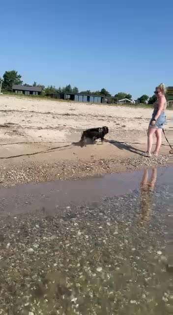 Angehendes Nierenversagen 2 Jähriger Rüde-Beitrag-Bild