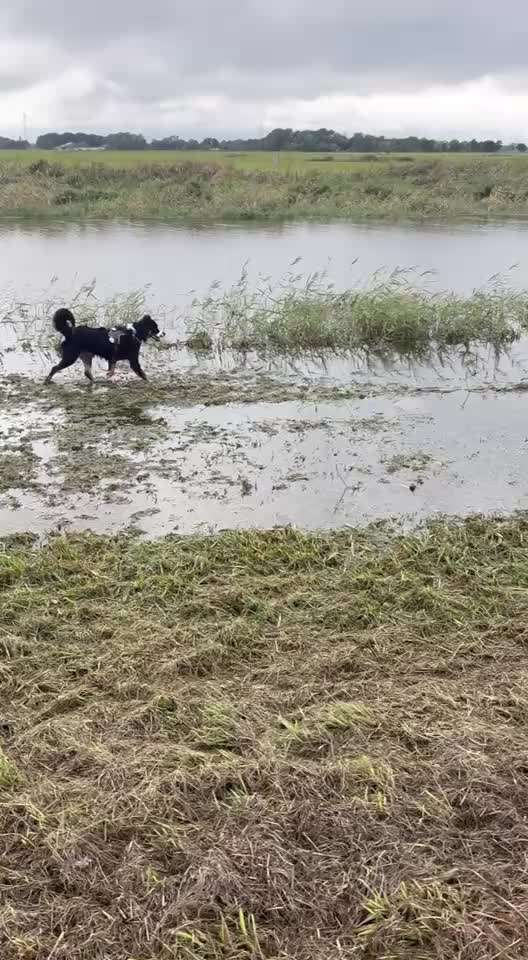 Angehendes Nierenversagen 2 Jähriger Rüde-Beitrag-Bild