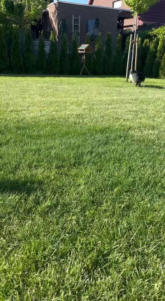 Angehendes Nierenversagen 2 Jähriger Rüde-Beitrag-Bild