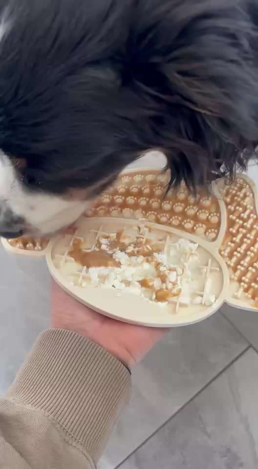 Angehendes Nierenversagen 2 Jähriger Rüde-Beitrag-Bild