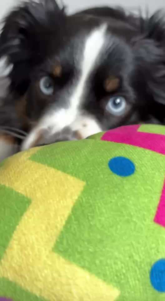 Angehendes Nierenversagen 2 Jähriger Rüde-Beitrag-Bild