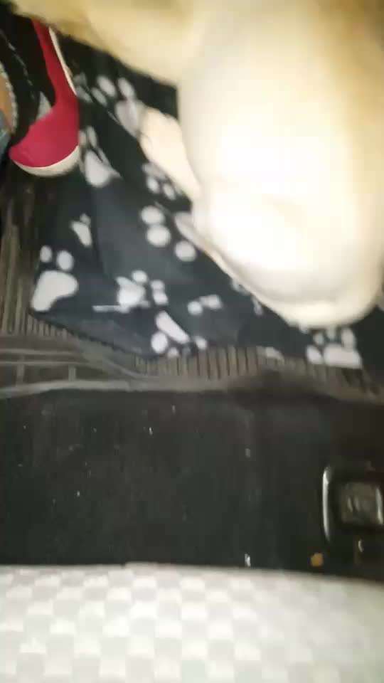 Welpen Bilder !-Beitrag-Bild