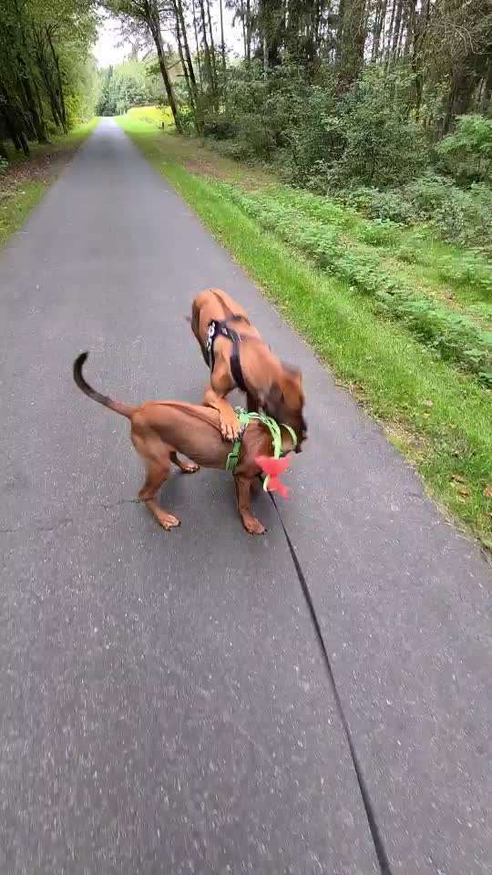 Rhodesian Ridgeback-Beitrag-Bild