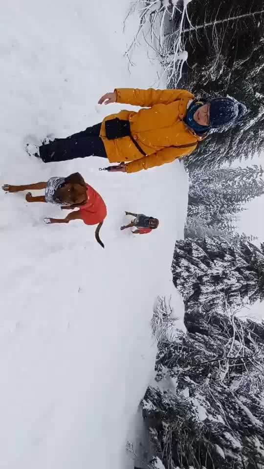 Rhodesian Ridgeback-Beitrag-Bild