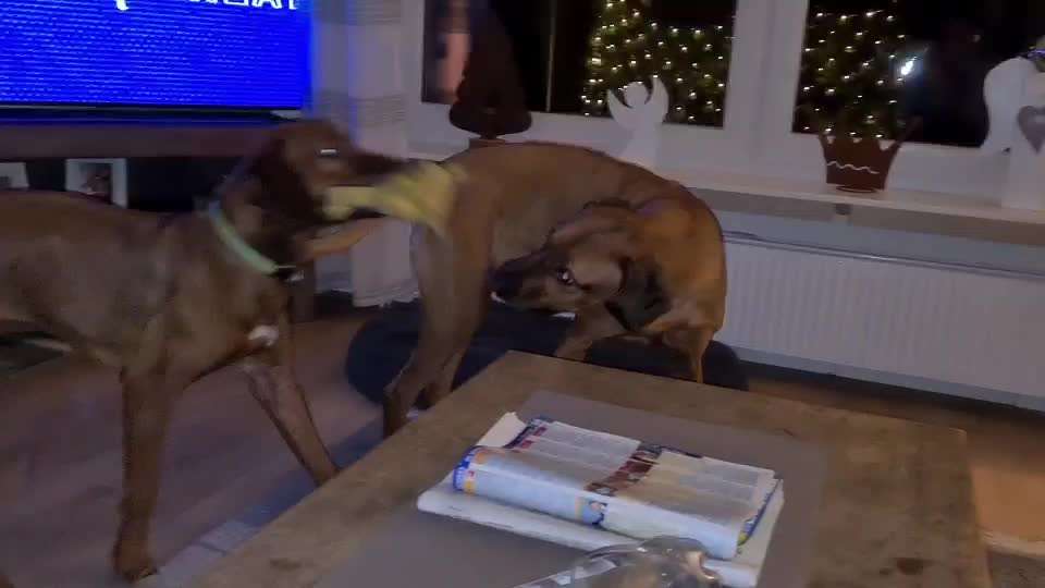 Rhodesian Ridgeback-Beitrag-Bild