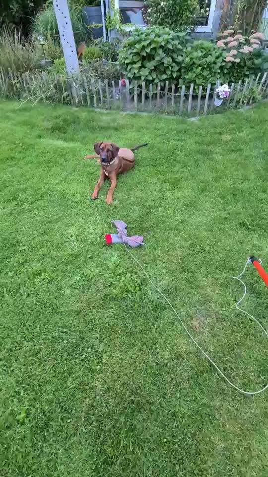 Rhodesian Ridgeback-Beitrag-Bild