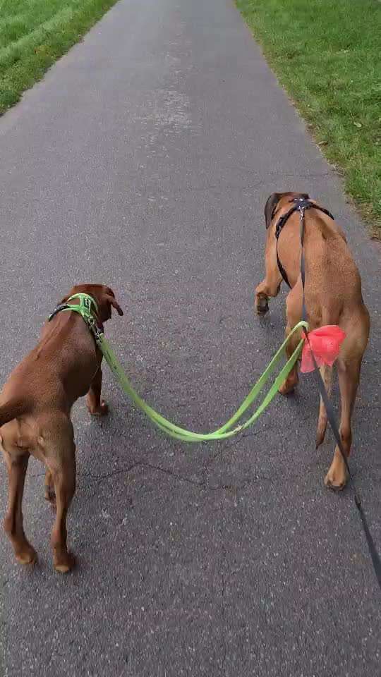 Rhodesian Ridgeback-Beitrag-Bild