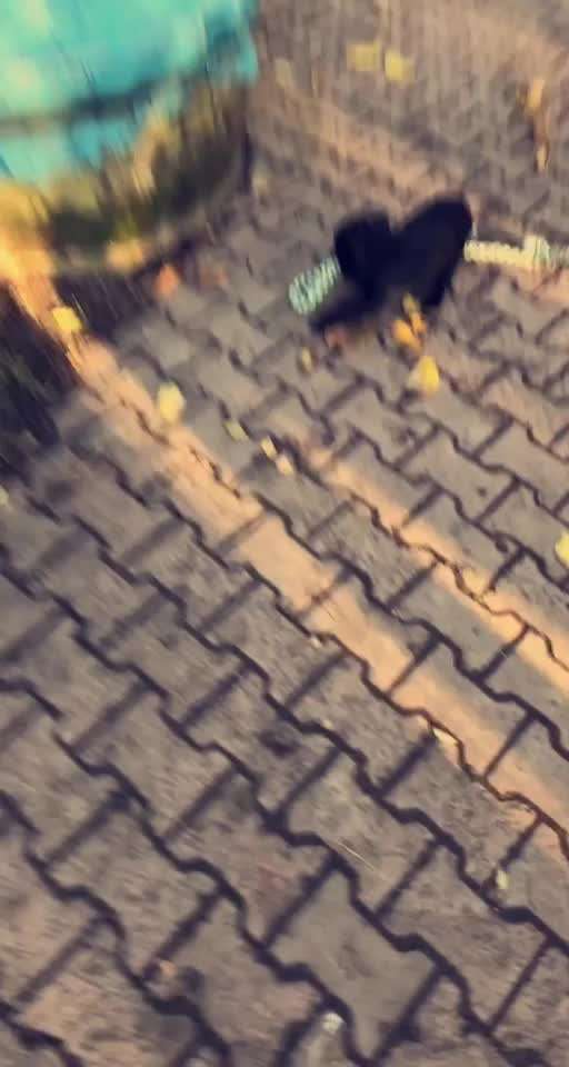 Welpe verhält sich aggressiv-Beitrag-Bild