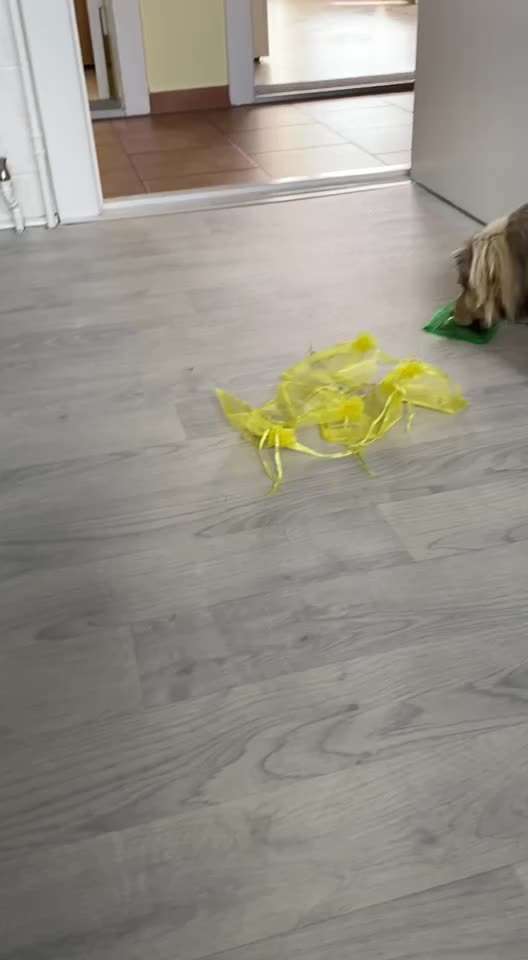 Dogorama Blog Challenge: Hundetricks-Beitrag-Bild