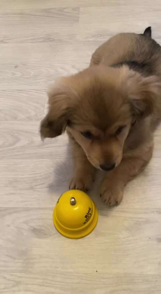 Dogorama Blog Challenge: Hundetricks-Beitrag-Bild