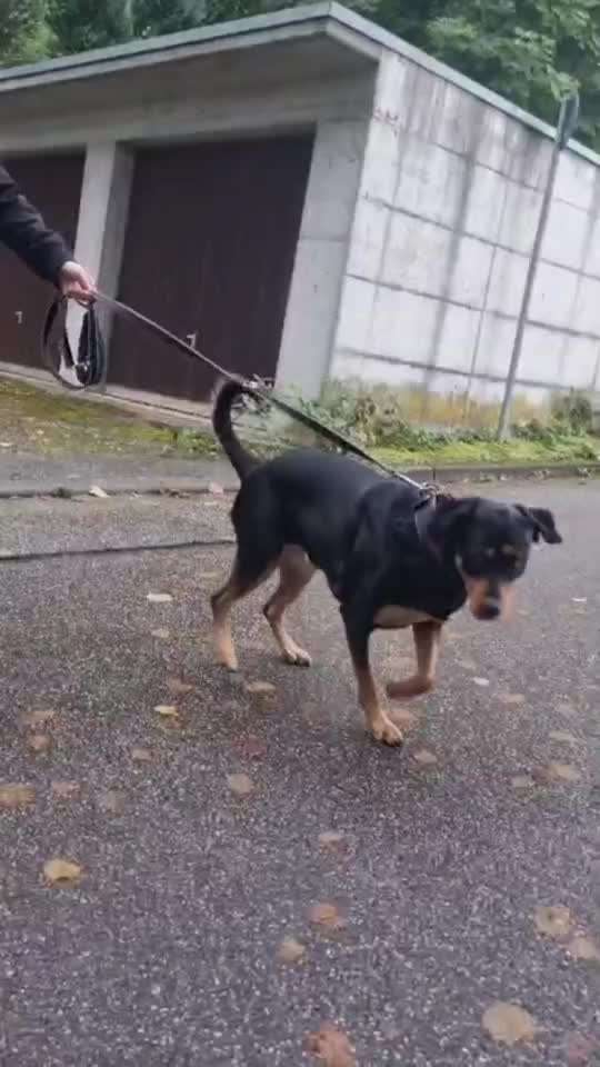 Gangbild/-analyse-Beitrag-Bild