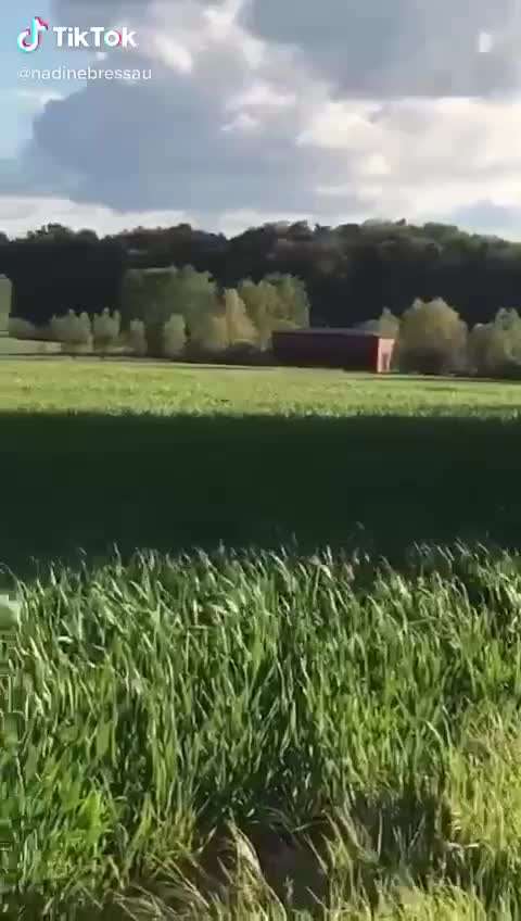 Handy Video Challenge Nr. 37 - "Dein Hund auf der Wiese"-Beitrag-Bild