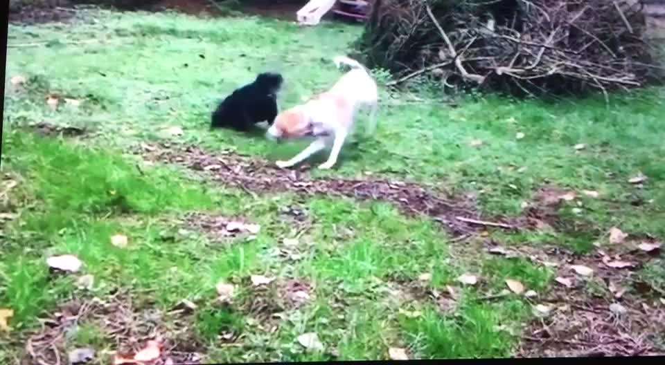 Tierschutzhunde suchen ein Zuhause-Beitrag-Bild