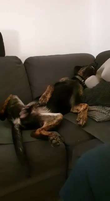 Fotosammlung: ,,Der natürliche Hund" Unbearbeitet, ungestellt und in Natura-Beitrag-Bild