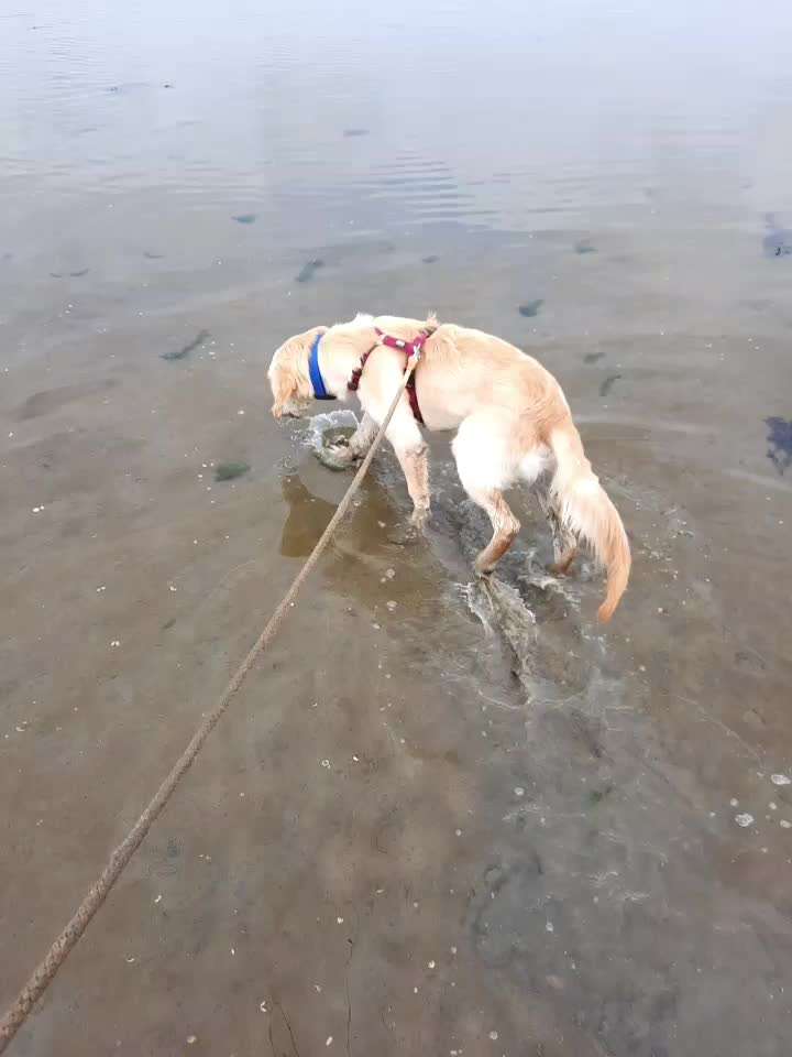 Wo sind die Golden Retriever Liebhaber?-Beitrag-Bild