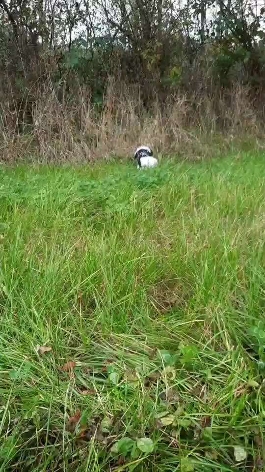 Hundepfeife-Beitrag-Bild