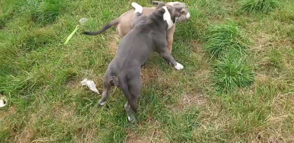 Gewicht American Bully-Beitrag-Bild