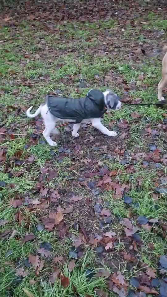 Gewicht American Bully-Beitrag-Bild